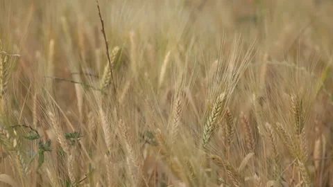 Ears of wheat wind 1 Stock Footage 148488087