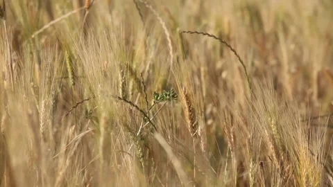 Ears of wheat wind 2 Video stock 148487932