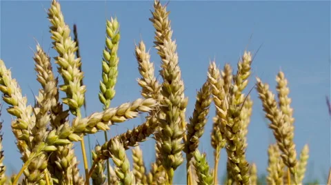 Ears of wheat in the wind Stock Footage 51924968