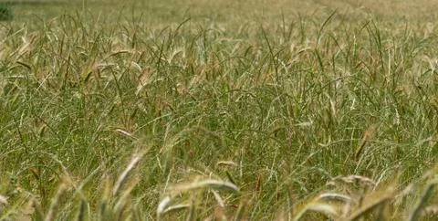 Ears of wheat in the wind Stock Photos