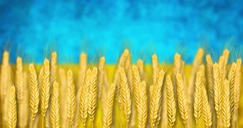 Ears of wheat on the wind with Ukrainian flag background loop animation Video stock 173387615