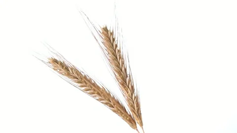 Ears of wheat wobble in the wind slow motion. Stock Footage 236856566