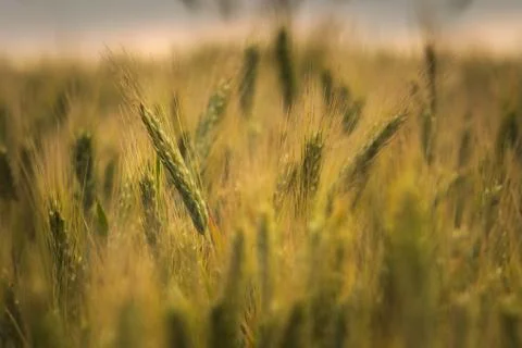Ears of whey in a field in the sunlight Stock Photos