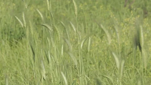 Ears of wild barley moved by the wind Video stock 161264901