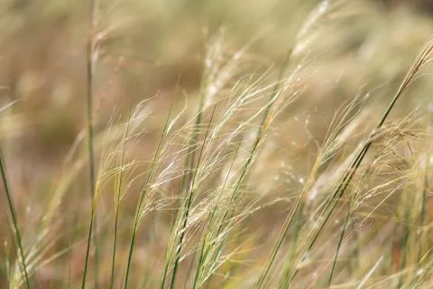 Ears in the wind in the field Stock Photos