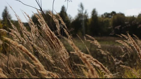 Ears in the wind 스톡 동영상 159372450