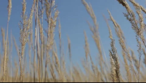 Ears in the wind Stock Footage 159372663