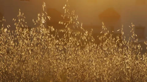 Ears of withered grass with midges Stock Footage 58602741