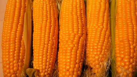 Ears of yellow ripe corn Stock Footage 118904689