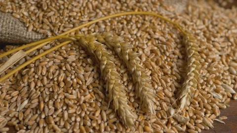Ears of yellow wheat background Video stock 173567639