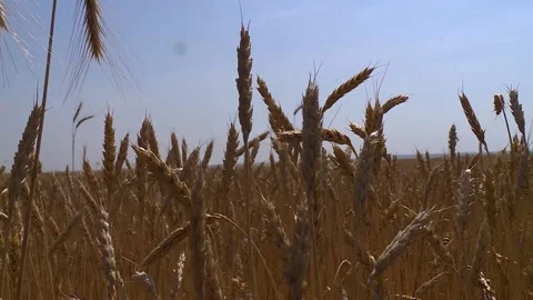 Ears of yellow wheat stirring in the wind. ripe wheat field Video stock 146366543