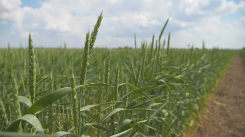 Ears of young green wheat Stock-Footage 230452407