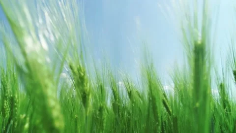 Ears Of Young Wheat Are Planted In The Field Stock Footage 130825647