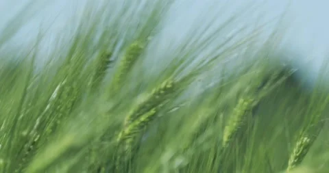 Ears Of Young Wheat Are Planted In The Field Stock Footage 130825649
