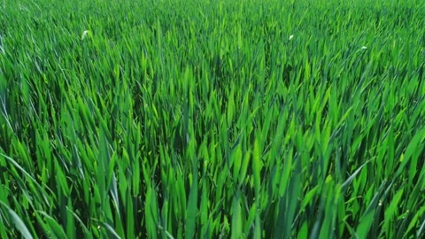 Ears Of Young Wheat Are Planted In The Field Stock Footage 130825666