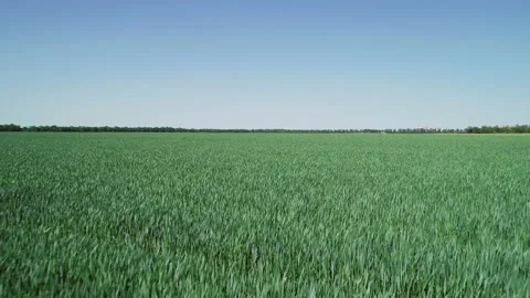 Ears Of Young Wheat Are Planted In The Field Stock Footage 130825982