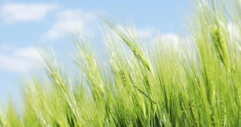 Ears Of Young Wheat Are Planted In The Field Stock Footage 130826037