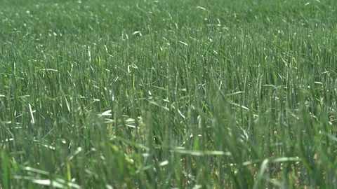Ears of young wheat sway from the wind on a sunny spring day. Green field of Stock Footage 130778010