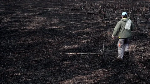 Earth after a fire Stock Footage 101325431
