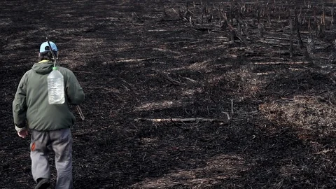 Earth after a fire Stock Footage 101325435