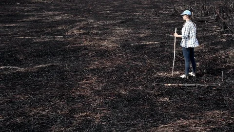 Earth after a fire Stock Footage 101326264