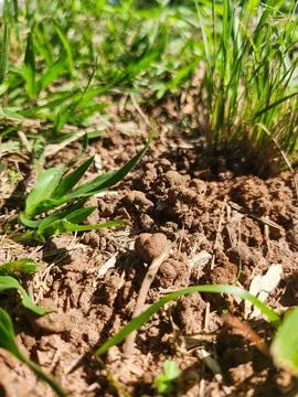 Earth and Grass in Focus Stock Photos