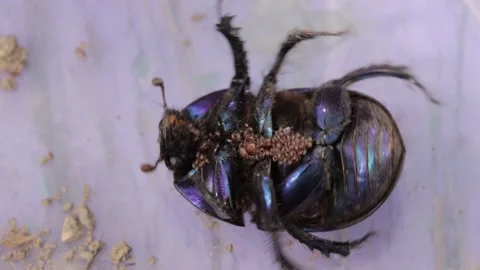 Earth-boring dung beetle in closeup Stock Footage 167329045