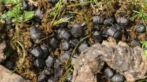 Earth-boring dung beetle Stock Footage 23985896