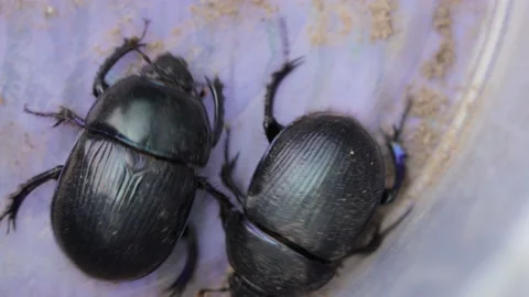 Earth-boring dung beetles in closeup Video stock 167329074