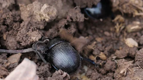 Earth-boring dung beetles in closeup Stock Footage 167329205