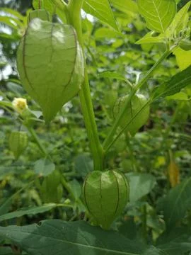 Earth Cherry Stock Photos