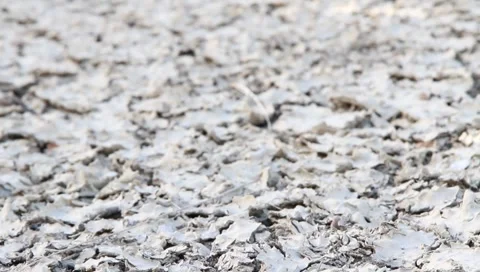 Earth Cracked Stock Footage 1016393