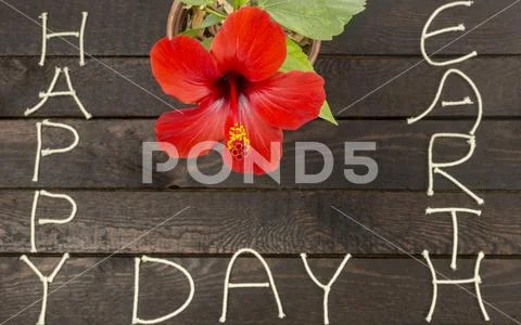 Earth day concept.Red hibiscus on wooden background Stock Photos