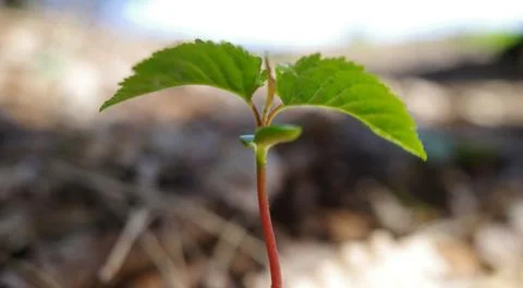 Earth day sapling Stock Photos