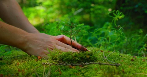 Earth Day save environment concept. Growing seedling forester planting. Female Stock Footage 203950874