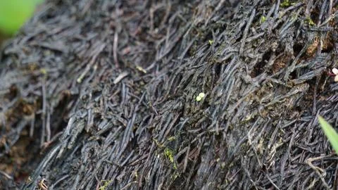 Earth full of roots small of a natural plant Stock Photos