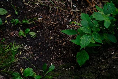 Earth ground covered with compost mulch fragment as a texture background Stock Photos