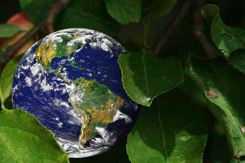 Earth growing in a tree Stock Photos