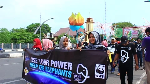 Earth Hour Aceh activists held actions save Sumatran elephants Stock Footage 231414975
