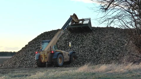 Earth mover piling sugar beet. Stock Footage 47589014