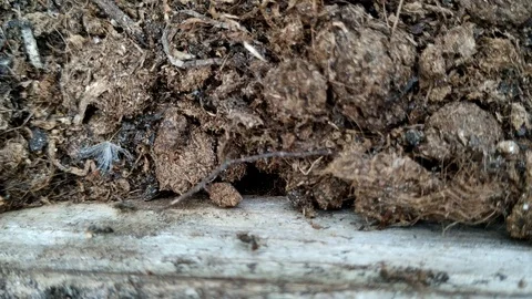 Earth mud soil peat with a ant colony working hard, medium shot Stock Footage 109136537