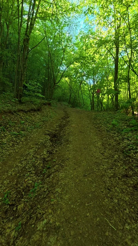 Earth path winds through tall, leafy trees. Vertical POV, Balkan, Eastern Europe Stockbeeldmateriaal 334226889
