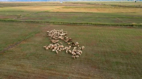 Earth-plain-meadow-flock Vídeo Stock 259131949