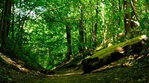 Earth road in  forest. roots pine branch, eco trail summer park Stock Footage 309880859