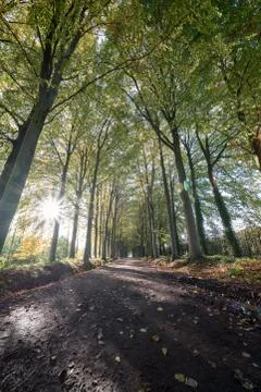 Earth road with rows of trees Stock Photos