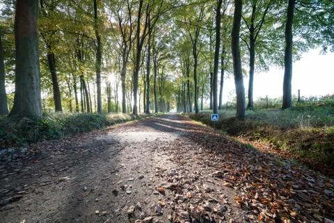 Earth road with rows of trees Stock Photos