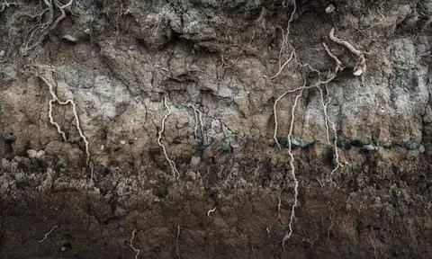 Earth section with different layers of soil, rocks and plant roots Stock Photos