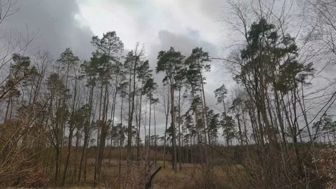 Earth shake with timelapse view on the forest and clouds Vidéo 157132571