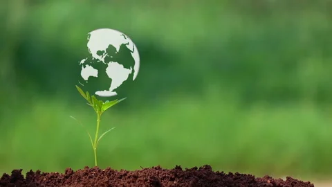 The earth on small tree. 库存影片 153254950