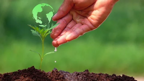 The earth on small tree. Watering a small tree for save the earth and natural. 库存影片 153254586